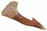 Fossil Sawfish (Onchopristis) Rostral Barb - Morocco #356418-1